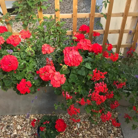 Apartamento The Annex Malton